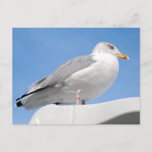 Closeup herring gull perched on boat cabin on blue holiday postcard