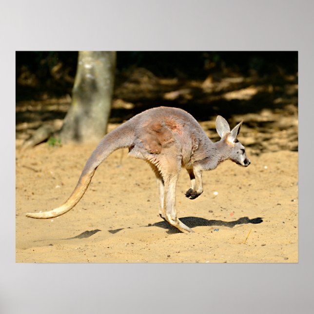 Closeup kangourou walking holiday postcard poster (Front)