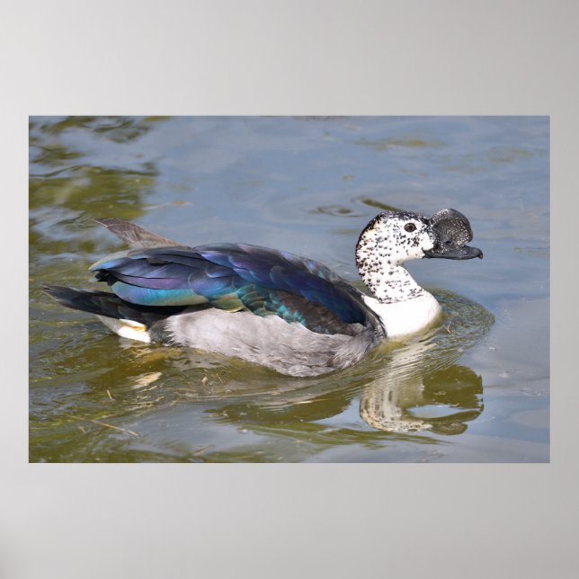 Closeup male knob-billed duck or African comb duck Poster (Front)