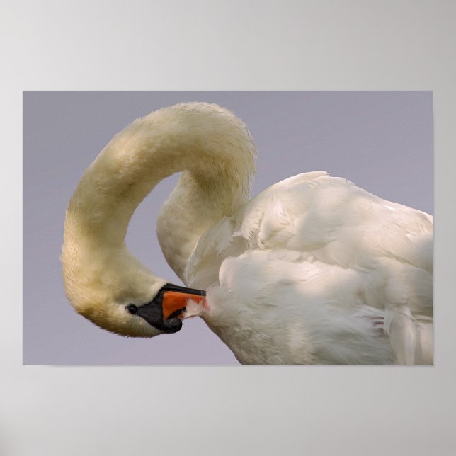 Closeup mute swan poster (Front)