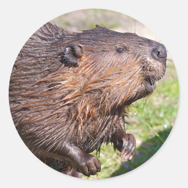 Closeup North American Beaver (Castor canadensis) Classic Round Sticker (Front)