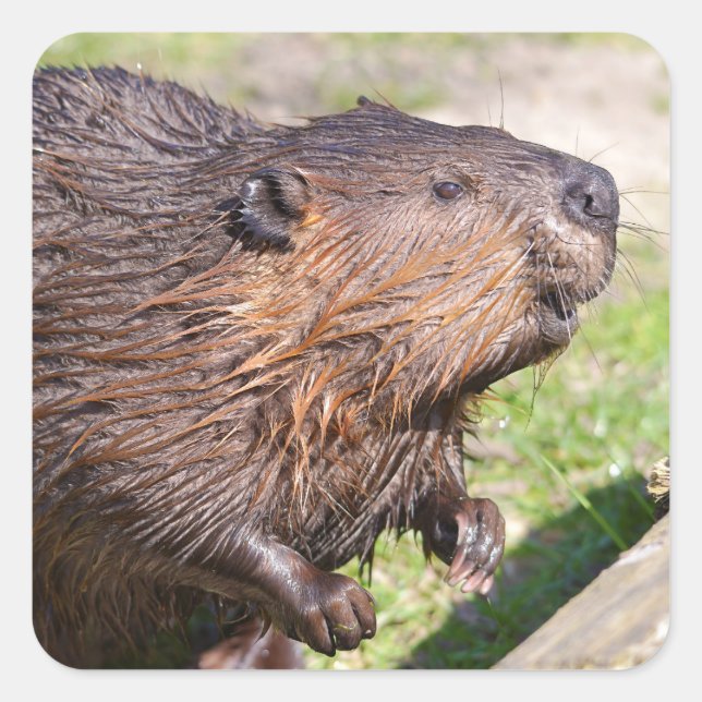 Closeup North American Beaver (Castor canadensis) Square Sticker (Front)