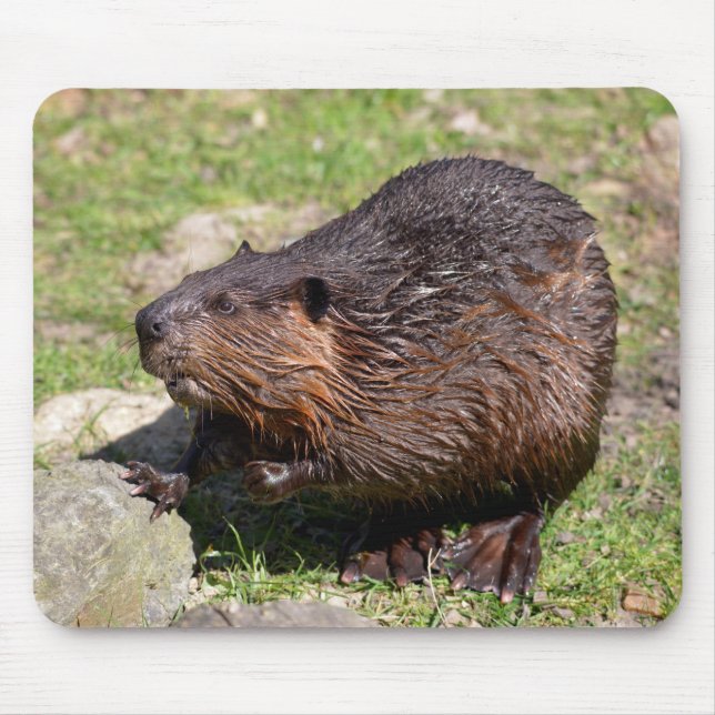 Closeup North American Beaver Mouse Mat (Front)
