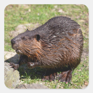 Closeup North American Beaver Square Sticker