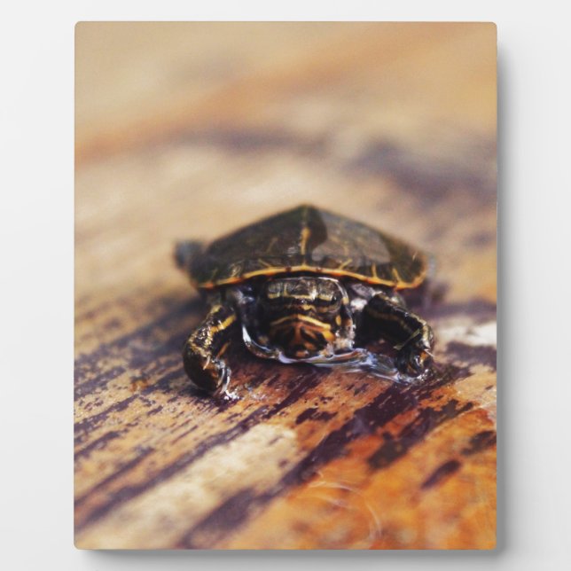 Closeup of a Baby Painted Turtle Plaque (Front)