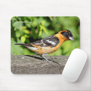 Closeup of a Black-Headed Grosbeak Songbird Mouse Mat