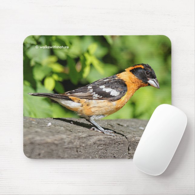 Closeup of a Black-Headed Grosbeak Songbird Mouse Mat (With Mouse)