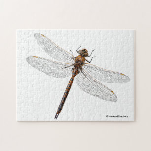 Closeup of a Canada Darner Dragonfly Jigsaw Puzzle