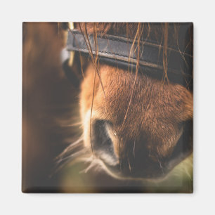 Closeup of a Cute Brown Horse Nose Magnet