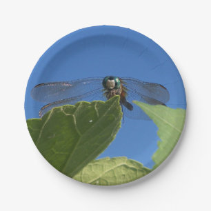 Closeup of a dragonfly against a bright blue sky paper plate