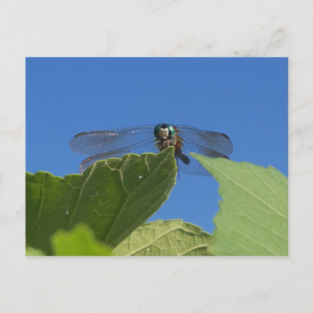 Closeup of a dragonfly against a bright blue sky postcard (Front)