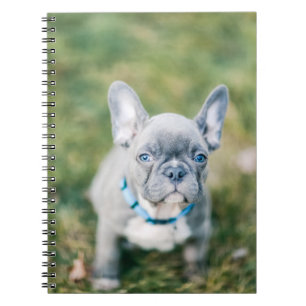 Closeup of a French Bulldog Notebook