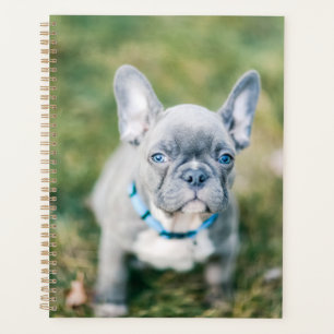 Closeup of a French Bulldog Planner