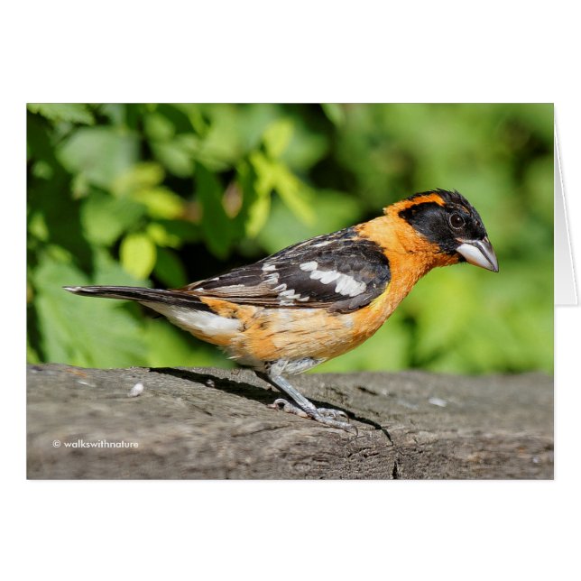 Closeup of a Handsome Black-Headed Grosbeak (Front Horizontal)