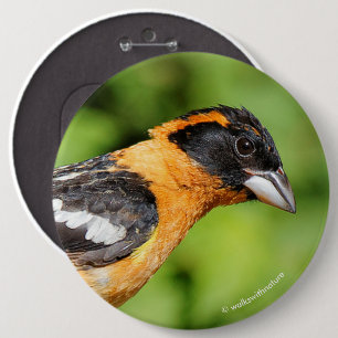 Closeup of a Handsome Black-Headed Grosbeak 6 Cm Round Badge