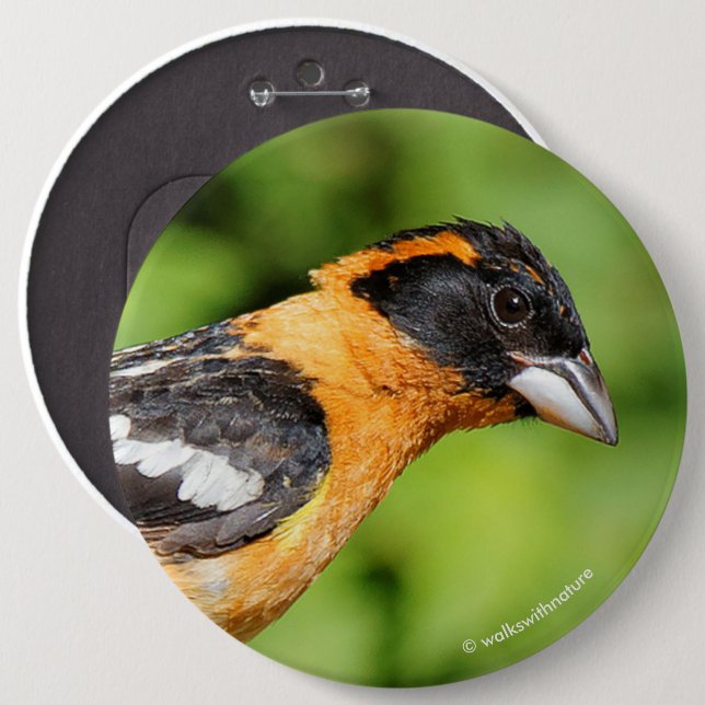 Closeup of a Handsome Black-Headed Grosbeak 6 Cm Round Badge (Front & Back)