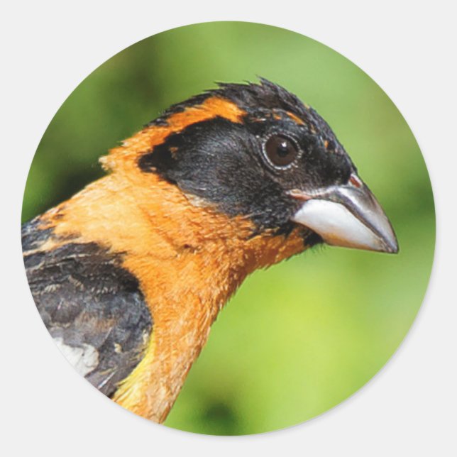Closeup of a Handsome Black-Headed Grosbeak Classic Round Sticker (Front)