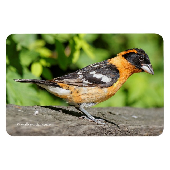 Closeup of a Handsome Black-Headed Grosbeak Magnet (Horizontal)