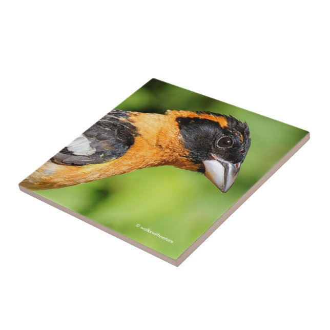 Closeup of a Handsome Black-Headed Grosbeak Tile (Side)