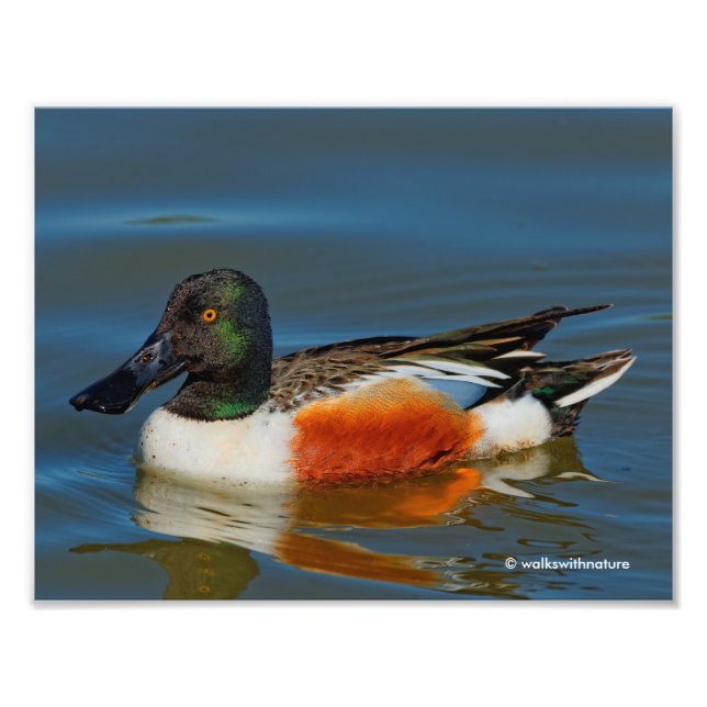 Closeup of a Handsome Northern Shoveler Duck Photo Print (Front)