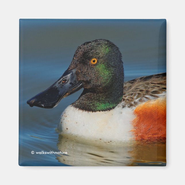 Closeup of a Handsome Northern Shoveler Magnet (Front)