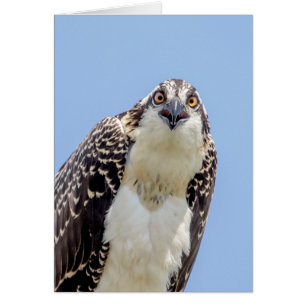 Closeup of a Juvenile Osprey