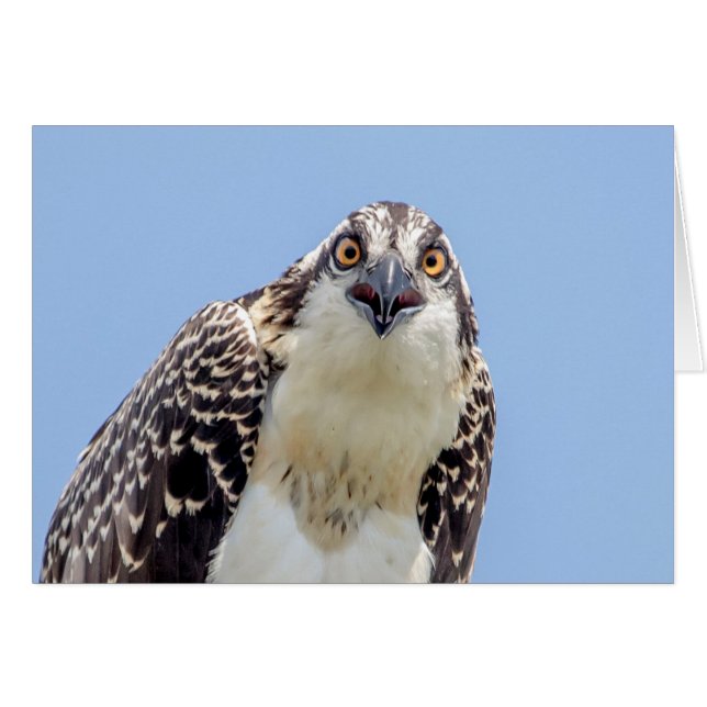 Closeup of a Juvenile Osprey (Front Horizontal)
