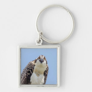 Closeup of a Juvenile Osprey Key Ring