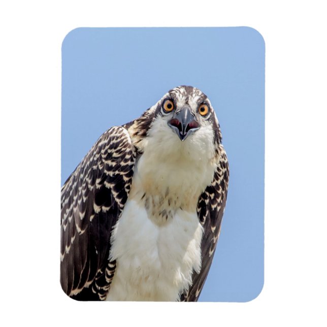 Closeup of a Juvenile Osprey Magnet (Vertical)