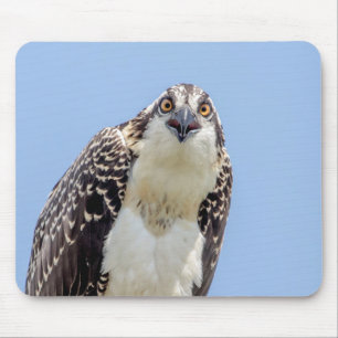 Closeup of a Juvenile Osprey Mouse Mat