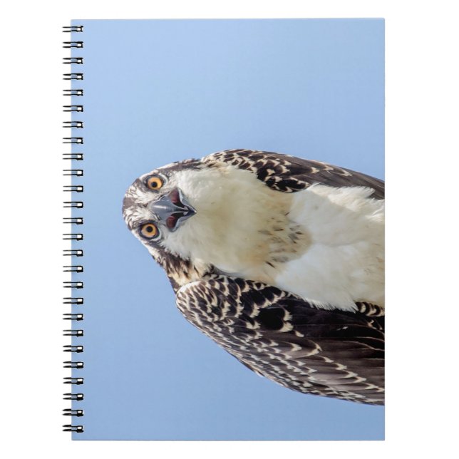 Closeup of a Juvenile Osprey Notebook (Front)
