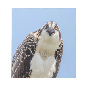 Closeup of a Juvenile Osprey Notepad