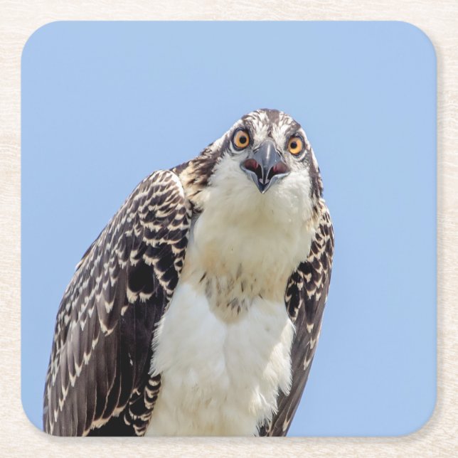 Closeup of a Juvenile Osprey Square Paper Coaster (Front)
