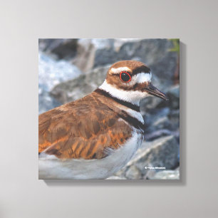 Closeup of a Killdeer Shorebird on the Rocks Canvas Print