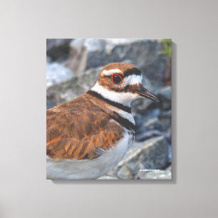 Closeup of a Killdeer Shorebird on the Rocks Canvas Print