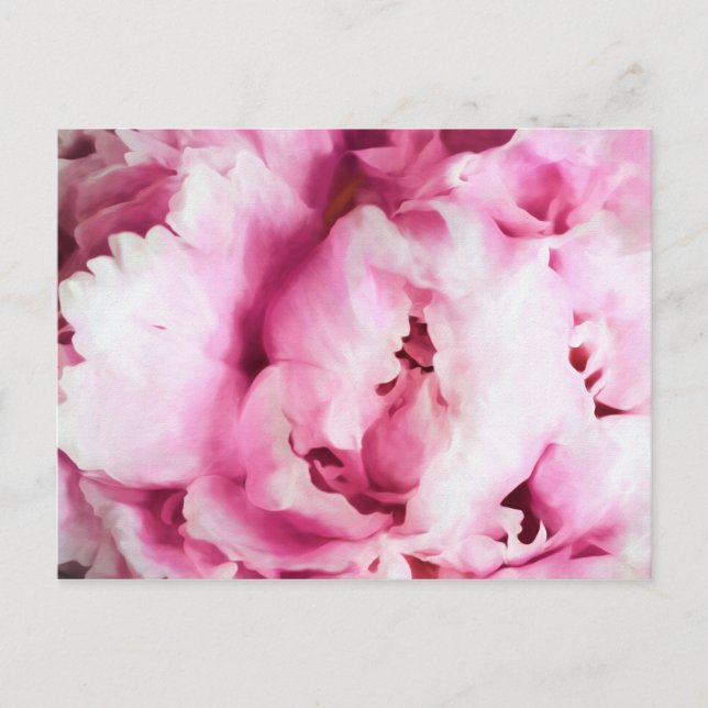 Closeup of a Pink Peony Painting Postcard (Front)