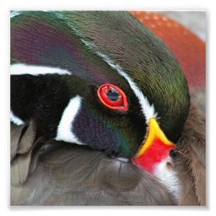 Closeup of a Wood Duck Photography Print