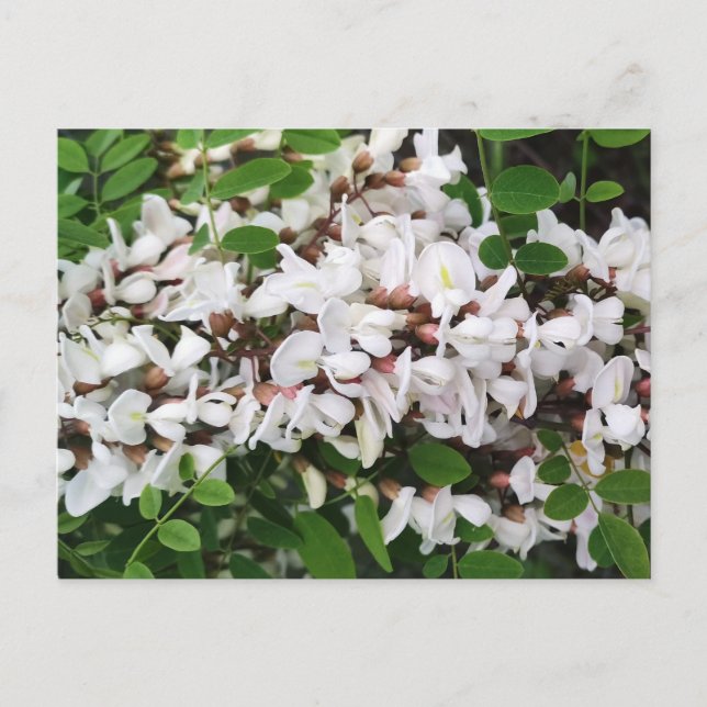 Closeup of acacia flowers postcard (Front)