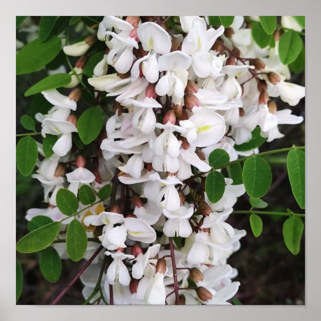 Closeup of acacia flowers poster (Front)