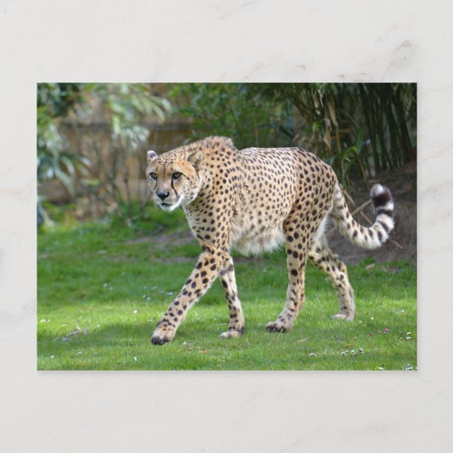 Closeup of African Cheetah Postcard (Front)