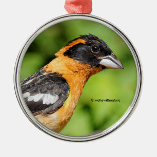 Closeup of Black-Headed Grosbeak Songbird Metal Tree Decoration