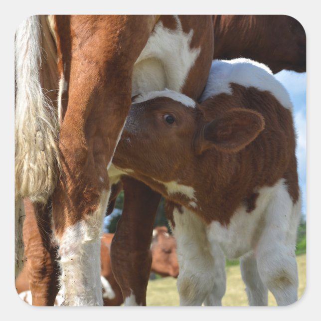 Closeup of calf suckling square sticker (Front)