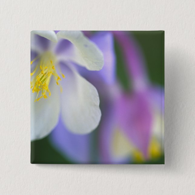 Closeup of Colorado Columbine flower. 15 Cm Square Badge (Front)