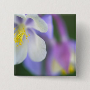 Closeup of Colorado Columbine flower. 15 Cm Square Badge