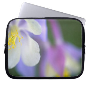 Closeup of Colorado Columbine flower. Laptop Sleeve
