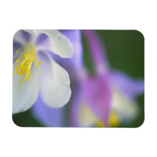 Closeup of Colorado Columbine flower. Magnet