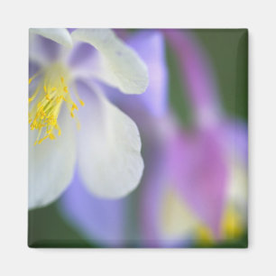Closeup of Colorado Columbine flower. Magnet