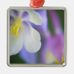 Closeup of Colorado Columbine flower. Metal Tree Decoration