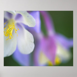 Closeup of Colorado Columbine flower. Poster