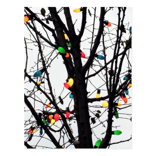 Closeup of colourful Christmas lights on branches Postcard